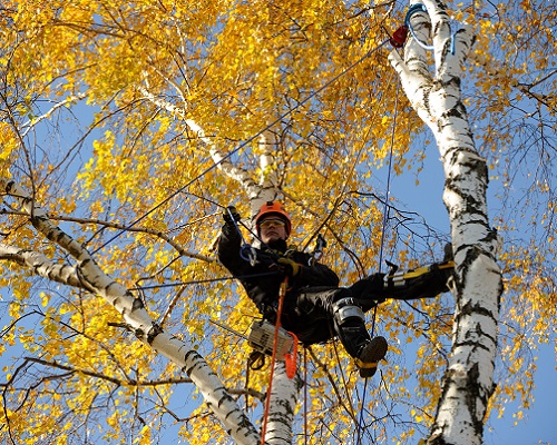 Удаление деревьев в Москве