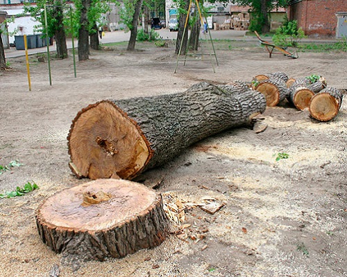 Удаление деревьев на участке