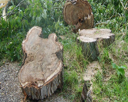 Удаление старых деревьев