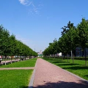 Валка деревьев  в Москве